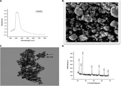 Molecular Effects of Biogenic Zinc Nanoparticles on the Growth and Development of Brassica napus L. Revealed by Proteomics and Transcriptomics